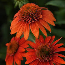 Echinacea 'Sombrero Fiesta Orange'  NEW