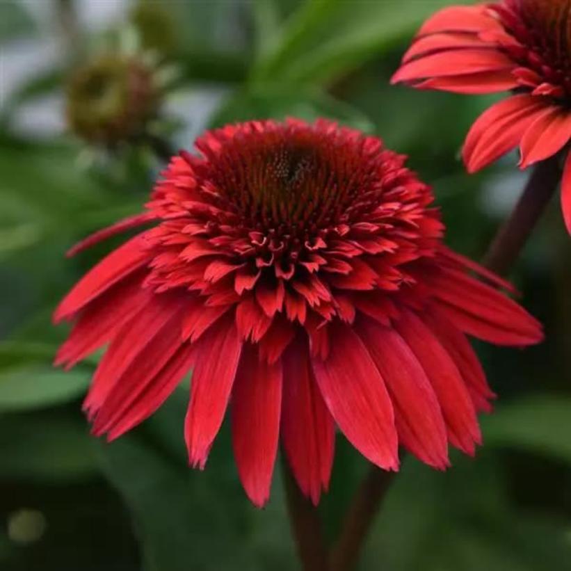 Echinacea Double Scoop 'Strawberry Deluxe'   NEW