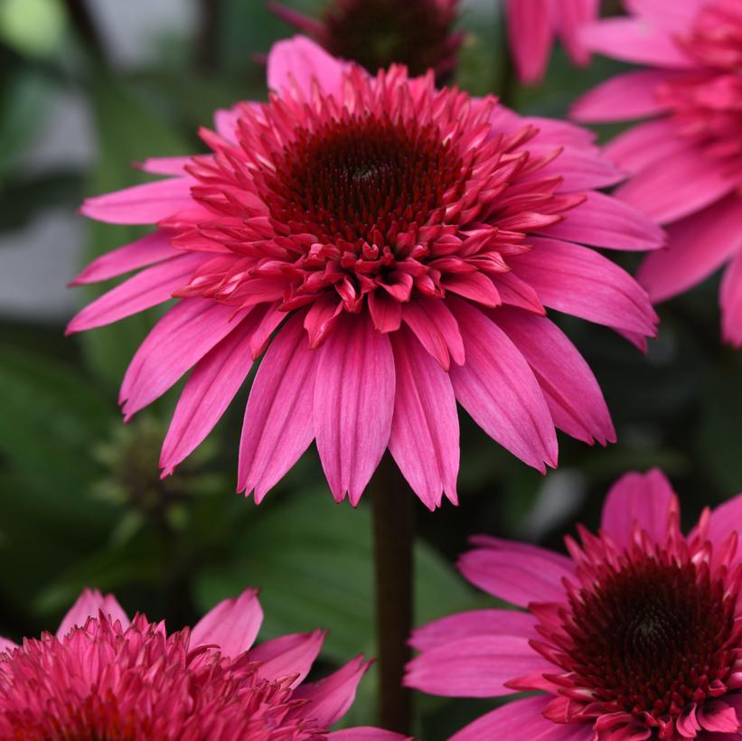Echinacea Double Scoop 'Watermelon Deluxe'   NEW