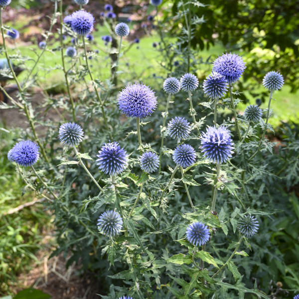 Echinops bannaticus 'Blue Globe'  NEW