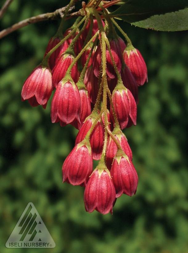 Enkianthus campanulatus 'Jan Iseli Red'  NEW