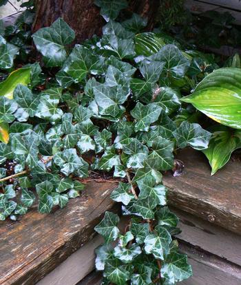 Hedera helix 'Baltica'  - 1 gallon staked