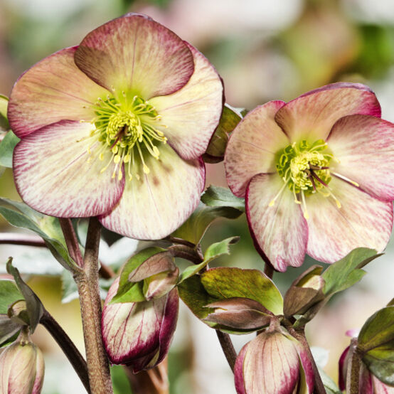 Helleborus 'Ice n'Roses Dark Picotee'  NEW
