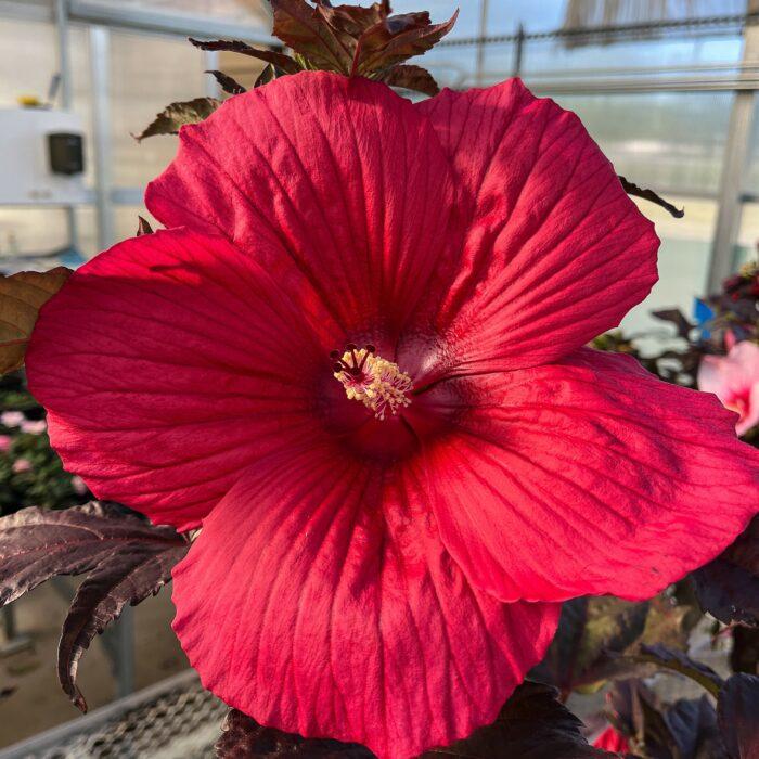 Hibiscus 'Moonshadow Carmine'  NEW