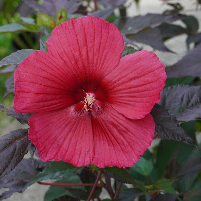 Hibiscus 'Moonshadow Morella'  NEW