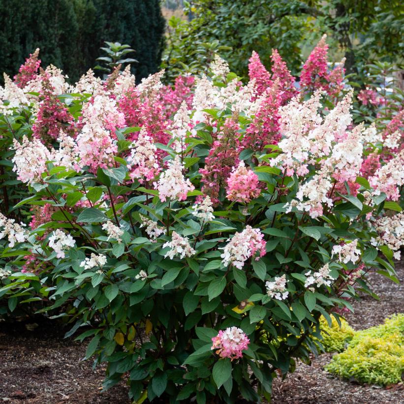 Hydrangea paniculata 'Candelabra'  NEW
