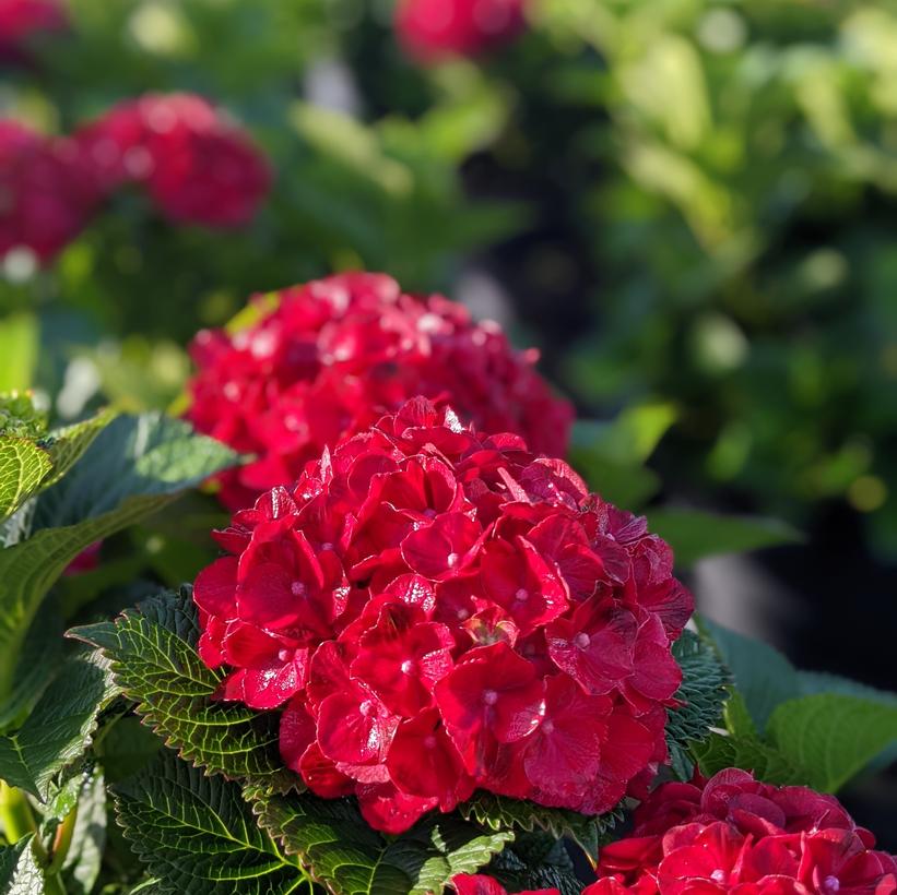 Hydrangea macrophylla 'Cherry-Go-Round'  NEW