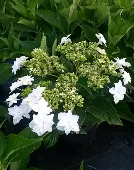 Hydrangea macrophylla 'Fireworks'   NEW