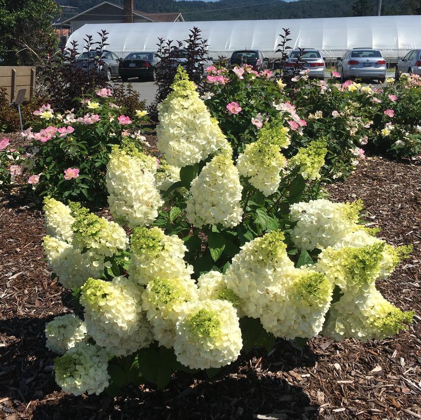 Hydrangea paniculata 'Moonrock'  NEW