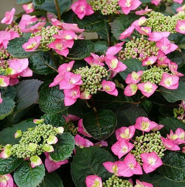 Hydrangea serrata 'Tuff Stuff Top Fun'  NEW