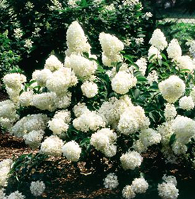 Hydrangea paniculata 'Little Lamb'