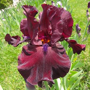 Iris germanica 'Fortunate Son'
