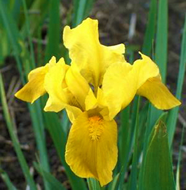 Iris pumila 'Gleaming Gold'