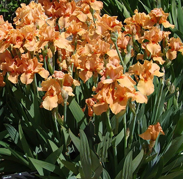 Iris germanica 'Many Mahalos'  NEW