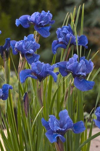 Iris sibirica 'Cote D'Azur'  NEW