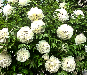 Paeonia suffruticosa 'Bai Xue Ta'  NEW