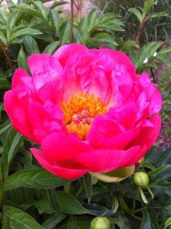 Paeonia 'Coral Sunset' 