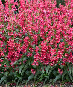 Penstemon barbatus 'Pristine Deep Rose'   NEW