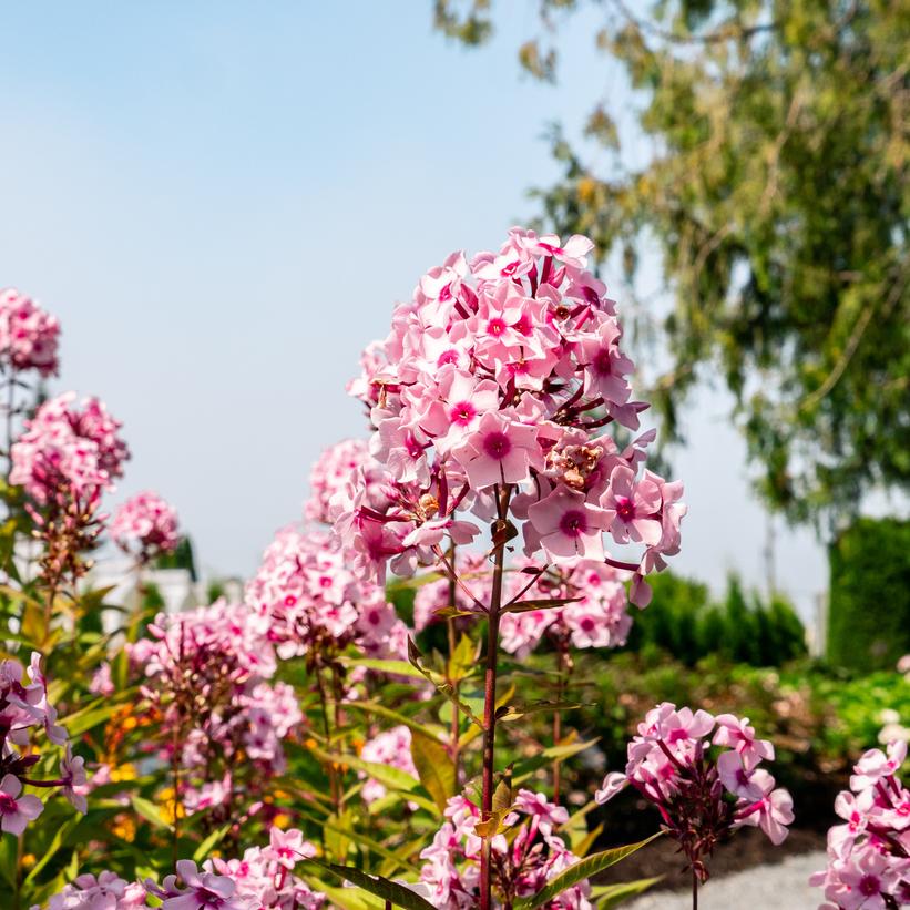 Phlox paniculata 'Center of Attention'  NEW