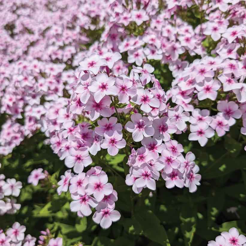Phlox paniculata 'Confetti Cake' NEW