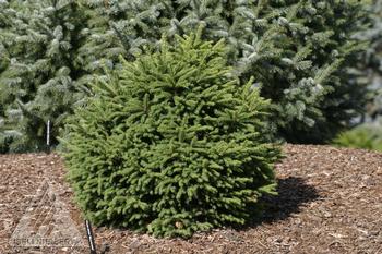 Picea abies 'Mucronata'