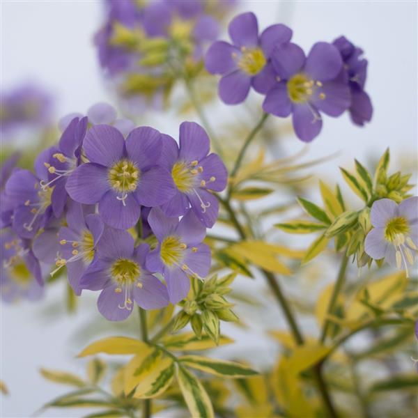 Polemonium pulcherrimum 'Golden Feathers'  NEW
