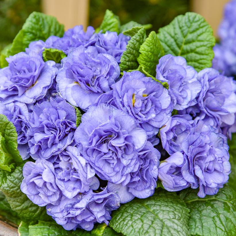 Primula vulgaris Belarina Watercolour Blue  NEW