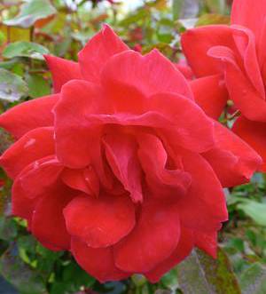 Rosa Knock Out Double Red