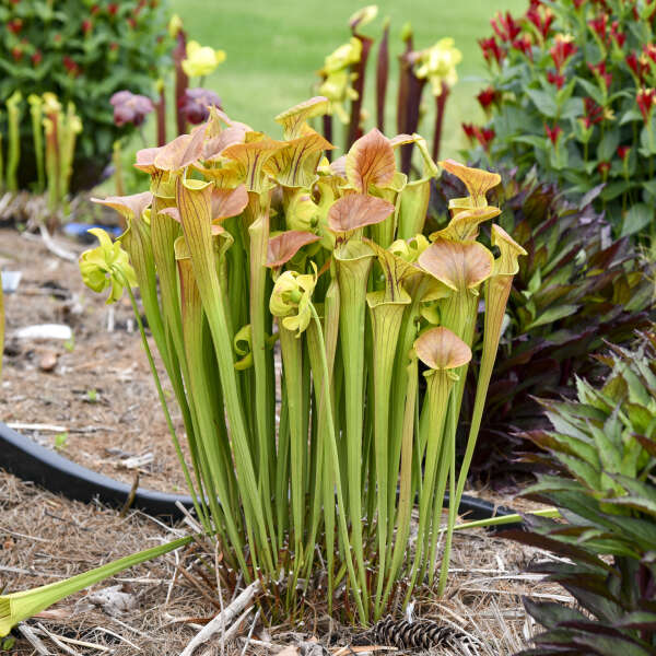 Sarracenia x 'Copper Top'  NEW