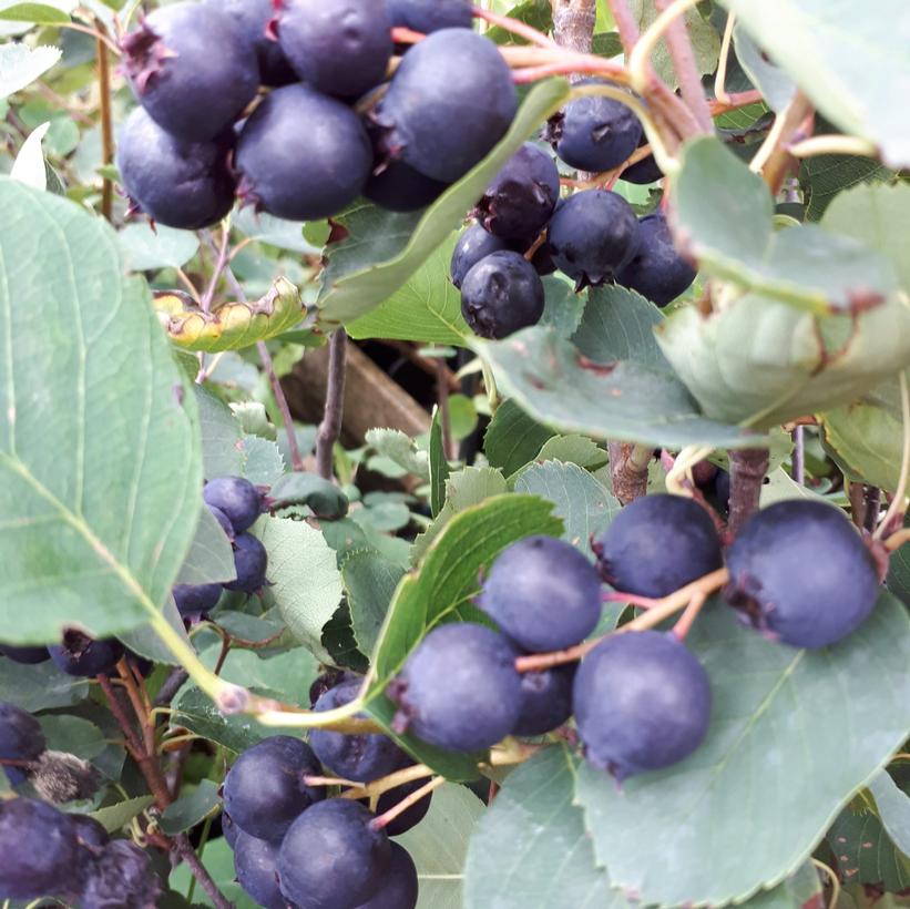 Saskatoon Berry - Thiessen  NEW