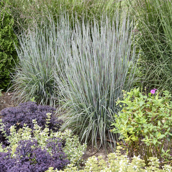 Schizachyrium scoparium 'Brush Strokes'  NEW