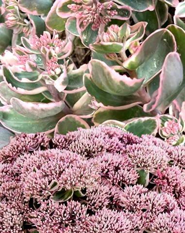 Sedum X 'La Vie en Rose'  NEW