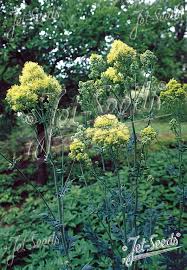 Thalictrum flavum subsp. glaucom  NEW