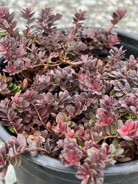 Cranberry - Hamilton (trailing)   NEW