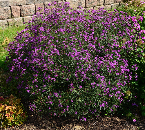 Vernonia 'Summer's Swan Song'  NEW