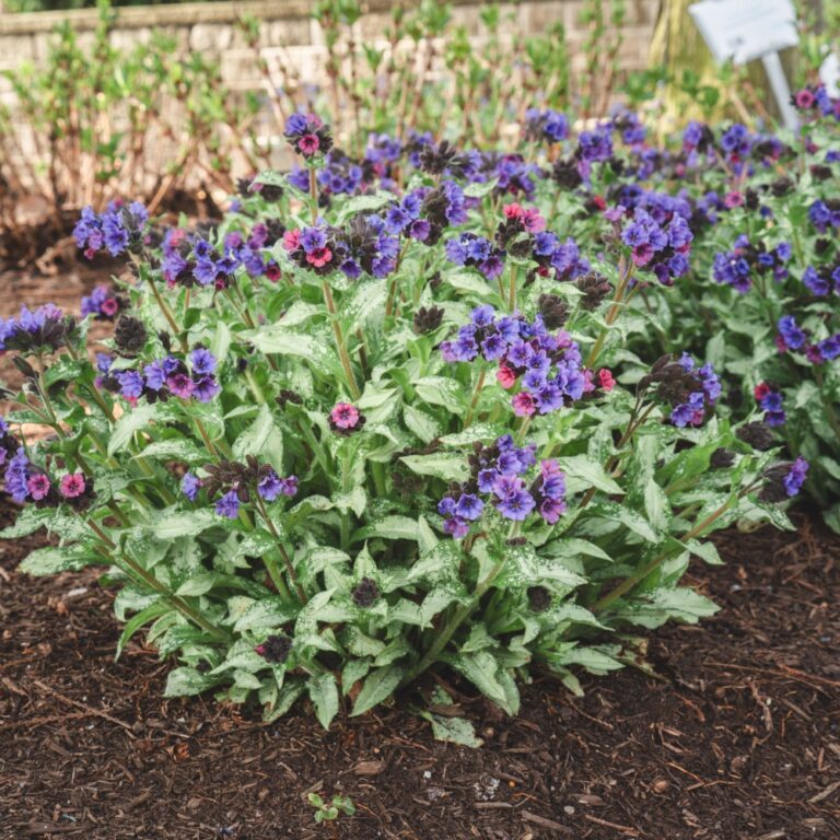 Pulmonaria 'Silver Scimitar'  NEW